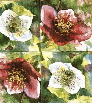 s4x0941 - Christrosen - 25 x 25 cm - USA – Rarität – Servietten - Packung - 20 Stück