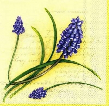 s5282 - Muscari - creme - Servietten - Packung - 20 Stück