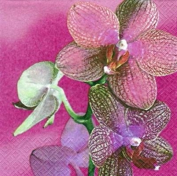 s5641 - Orchidee - Servietten - Packung - 20 Stück