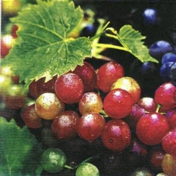 s5746 - Grapes - Servietten - Packung - 20 Stück