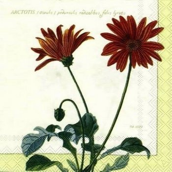 s5813 – Blumen – Servietten – Packung – 20 Stück