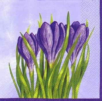 s6685 - Crocus - violett - Servietten - Packung - 20 Stück