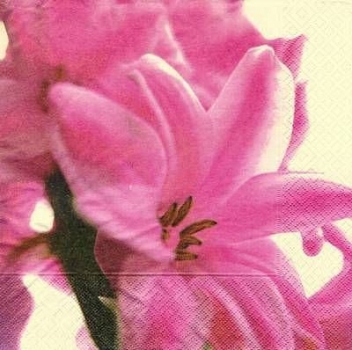 s6775 - Lilie - rosa - 40 x 40 cm - Servietten - Packung - 20 Stück