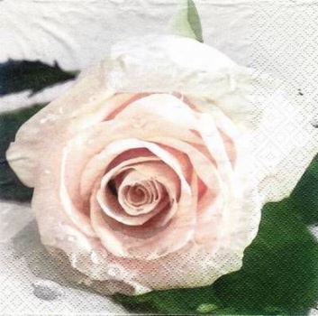 s7196 - Classic Rose - Servietten - Packung - 20 Stück