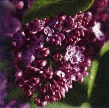 s7225 - Lilac - Servietten - Packung - 20 Stück