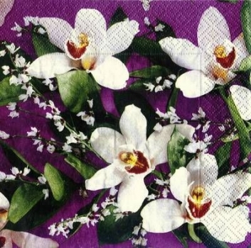 s7526 - Orchid - Packung  20 Stück