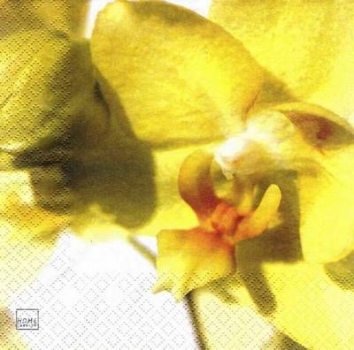 s7567 - Phalaenopsis - Packung  20 Stück