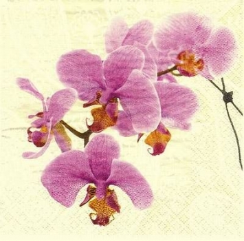 s8073 - Lovely Orchid - cream - Servietten - Packung - 20 Stück