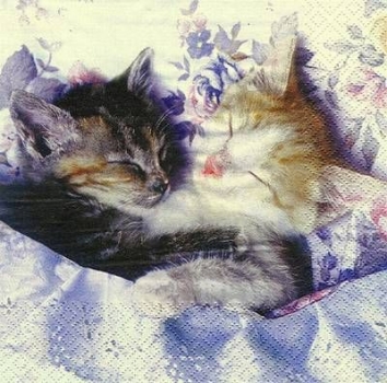 s8197 - Kitten - Servietten - Packung - 20 Stück