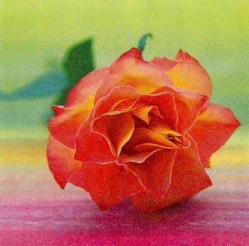 s8214 - Orange Rose - Napkins - Package - 20 pcs.