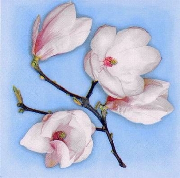 s8217 - White Magnolia - blue - Napkins - Package - 20 pcs..