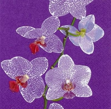 s8219 - Phalaenopsis - lilac - Servietten - Packung - 20 Stück
