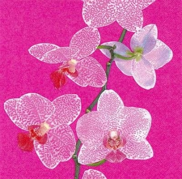 s8220 - Phalaenopsis - pink - Napkins - Package - 20 pcs..
