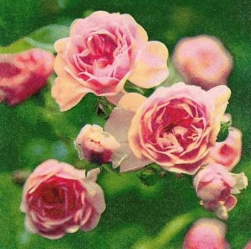 s8225 - Rose Twig - Napkins - Package - 20 pcs.