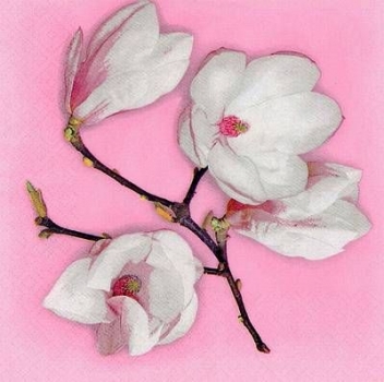 s8236 - White Magnolia - pink - Servietten - Packung - 20 Stück