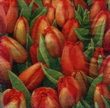 s8371 - Tulpenfeld - Servietten - Packung - 20 Stück