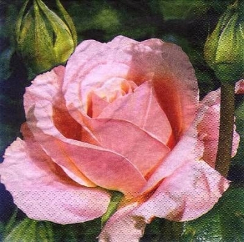 s8579 - Camilla - Napkins - Package - 20 pcs.