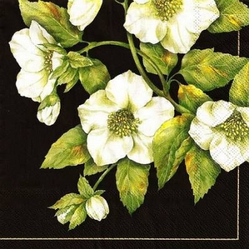 s9241 - Hellebores - black - Servietten - Packung - 20 Stück.