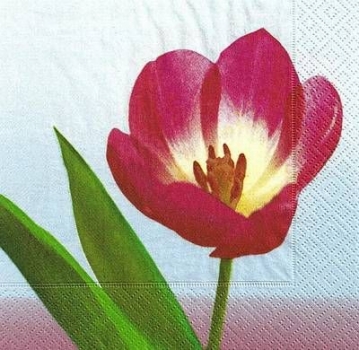 s9242 - Tulpe - blau - Servietten - Packung - 15 Stück