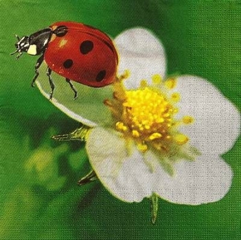 s9284 - Ladybug - Napkins - Package - 20 pcs.