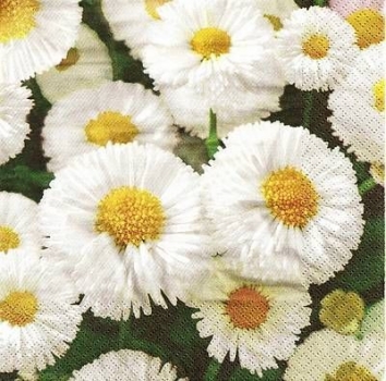 s9447 - White Daisies - Napkins - Package - 20 pcs.