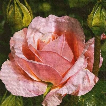 s9614 - Camilla - Napkins - Package - 20 pcs.