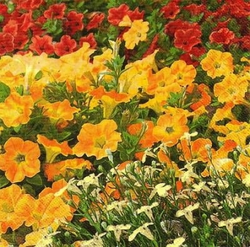 s9619 - Petunia - Napkins - Package - 20 pcs.