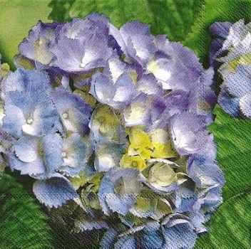 s9672 - Hydrangea - Servietten - Packung - 20 Stück.