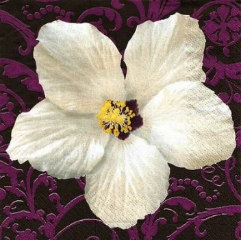 s9719 - Hibiscus - schwarz-violett - Servietten - Packung - 20 Stück