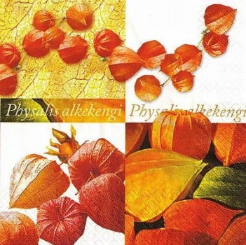 s9991 - Physalis - Servietten - Packung - 20 Stück