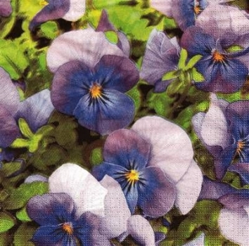 s9999 - Blue Pimroses - Servietten - Packung - 20 Stück