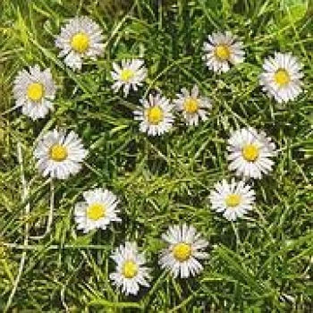 s9z10076 - Daisy Heart - Servietten - Packung - 20 Stück