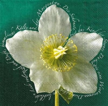 s9z10505 - Hellebores - Servietten - Packung - 20 Stück
