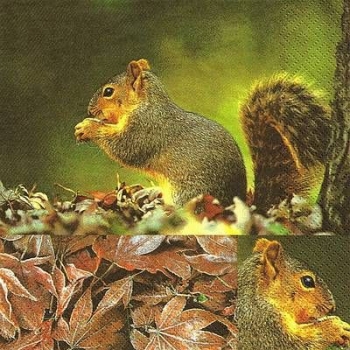 s9z10894 -  Squirrel - Napkins - Package - 20 pcs.
