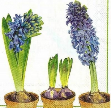 s9z11012 - Hyacinth - white - Servietten - Packung - 20 Stück