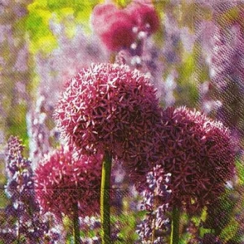 s9z11316 - Alium - Servietten - Packung - 20 Stück