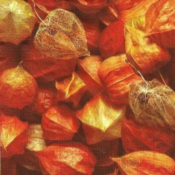 s9z11348 - Lampionblume - Servietten - Packung - 20 Stück