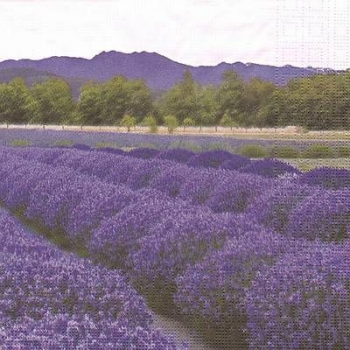 s9z11652 - Lavender Field - Servietten - Packung - 20 Stück.