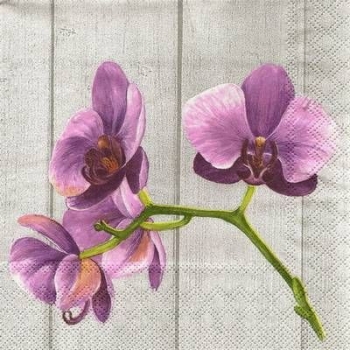 s9z11681 - Single Orchid - Packung  20 Stück