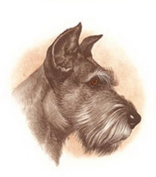 Decal – Hund – Schnauzer – 85 mm
