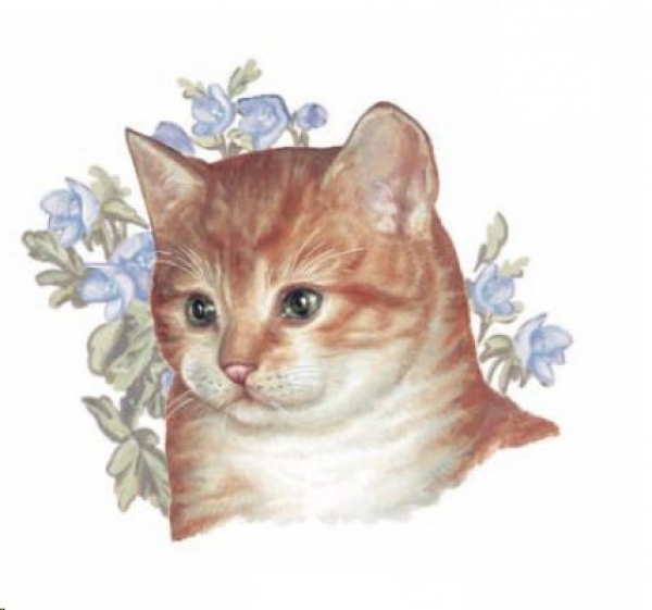 Decal – KITTEN – Katze – 80 mm