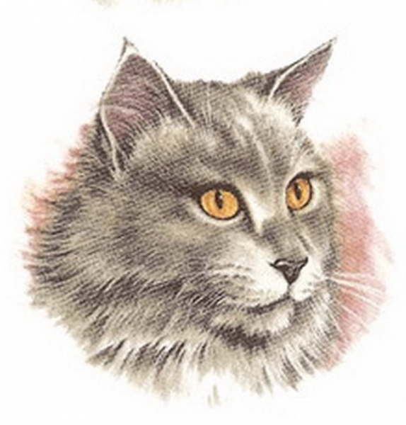 Decals – Katzen – 5er-Set –je 70 mm
