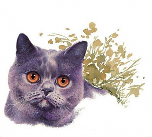 Decal – Katze – British Short Haired – 80 mm