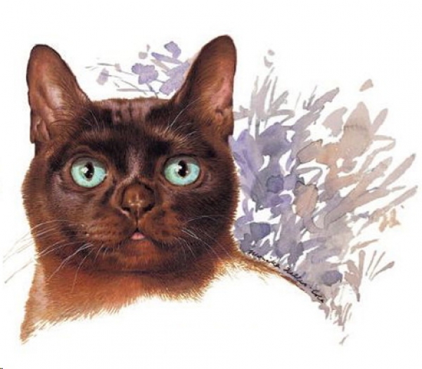 Decal – Katze – Cat – 65 mm