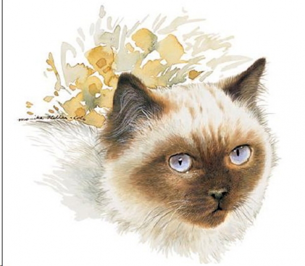 Decal – Katze – Rag Doll – 40 mm