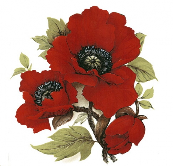 Decal – Red Poppy – Klatschmohn – 45 mm