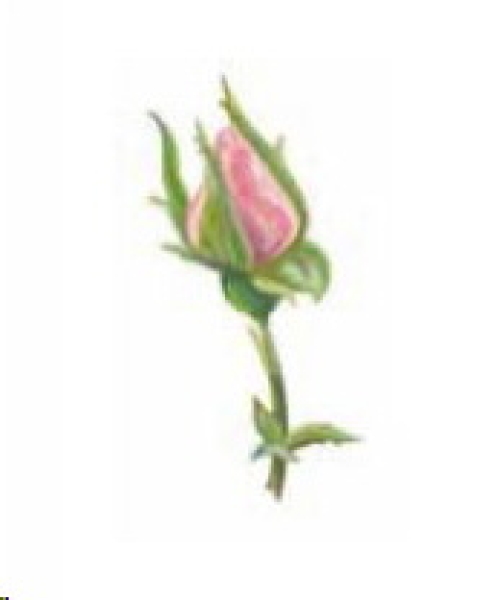 Decal – Pink Rose – 35 x 30 mm