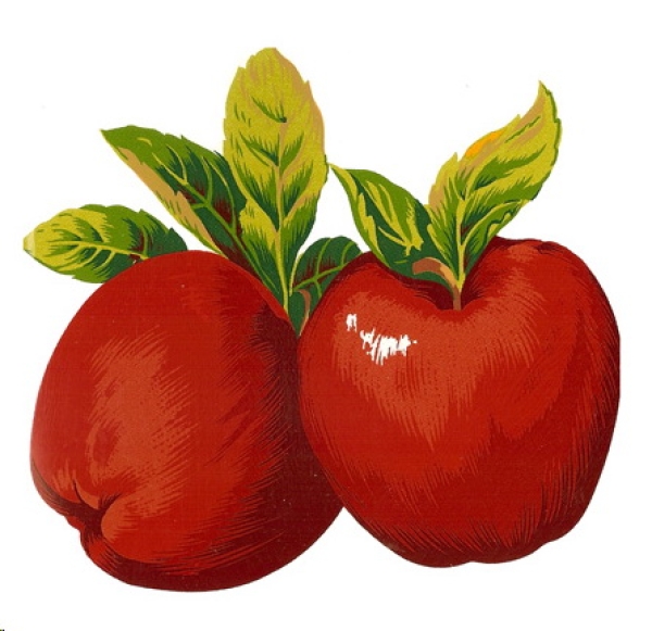 Decals – Äpfel – DELICIOUS – 35 x 36 mm
