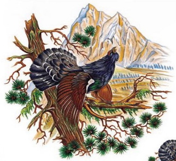 Decal – Auerhahn – Capercaille – 80 mm