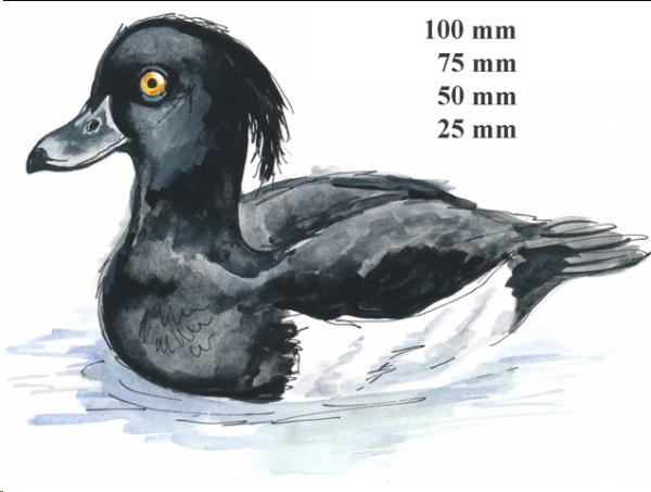 Decal – Reiherente – Tufted Duck – 50 mm